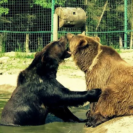 Berloga-sinevir Herberg Synevyrsʼka Polyana